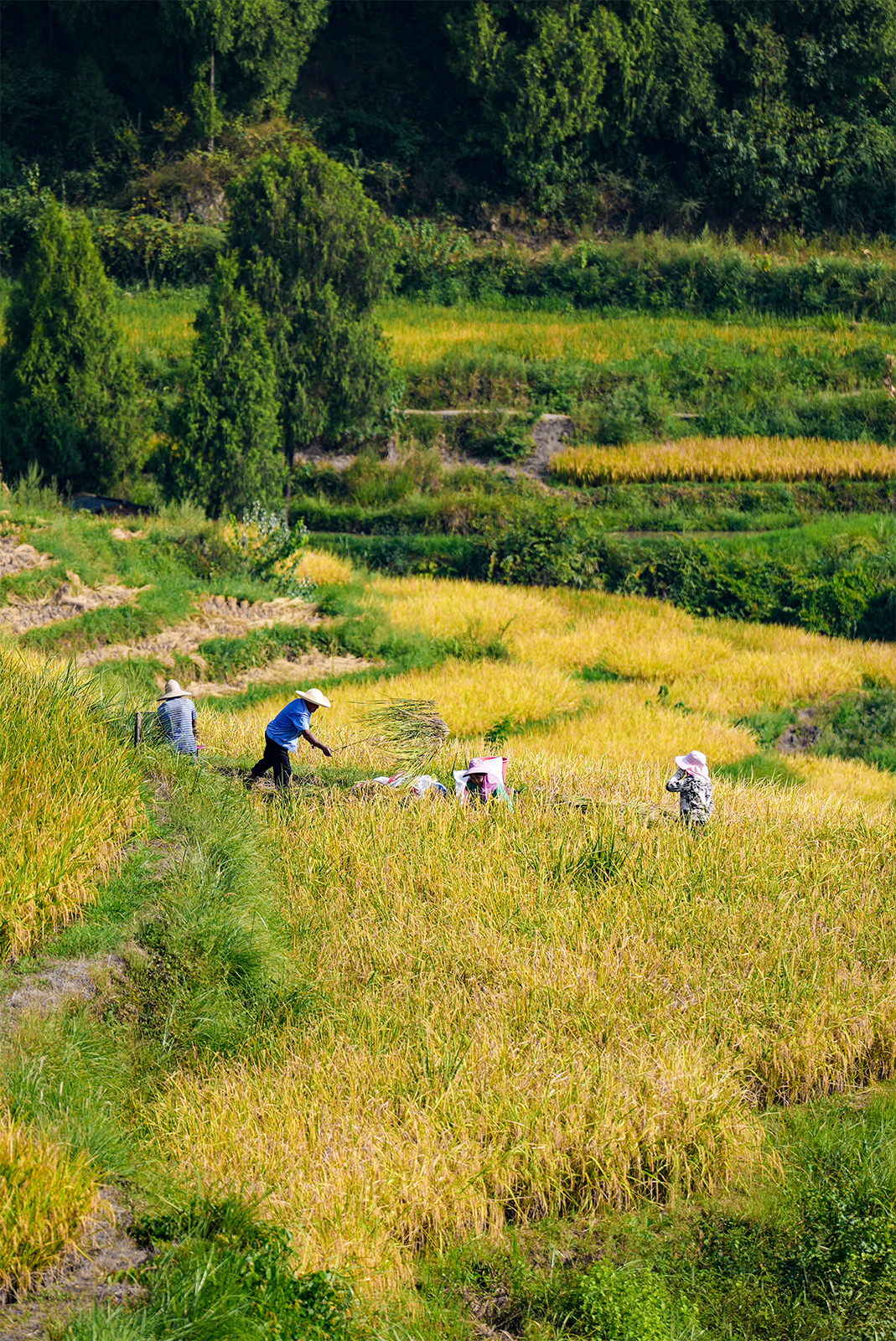 Famers work in the rice fields at Guojiawan Village in Yuping Dong Autonomous County, Guizhou Province. /Provided to CGTN