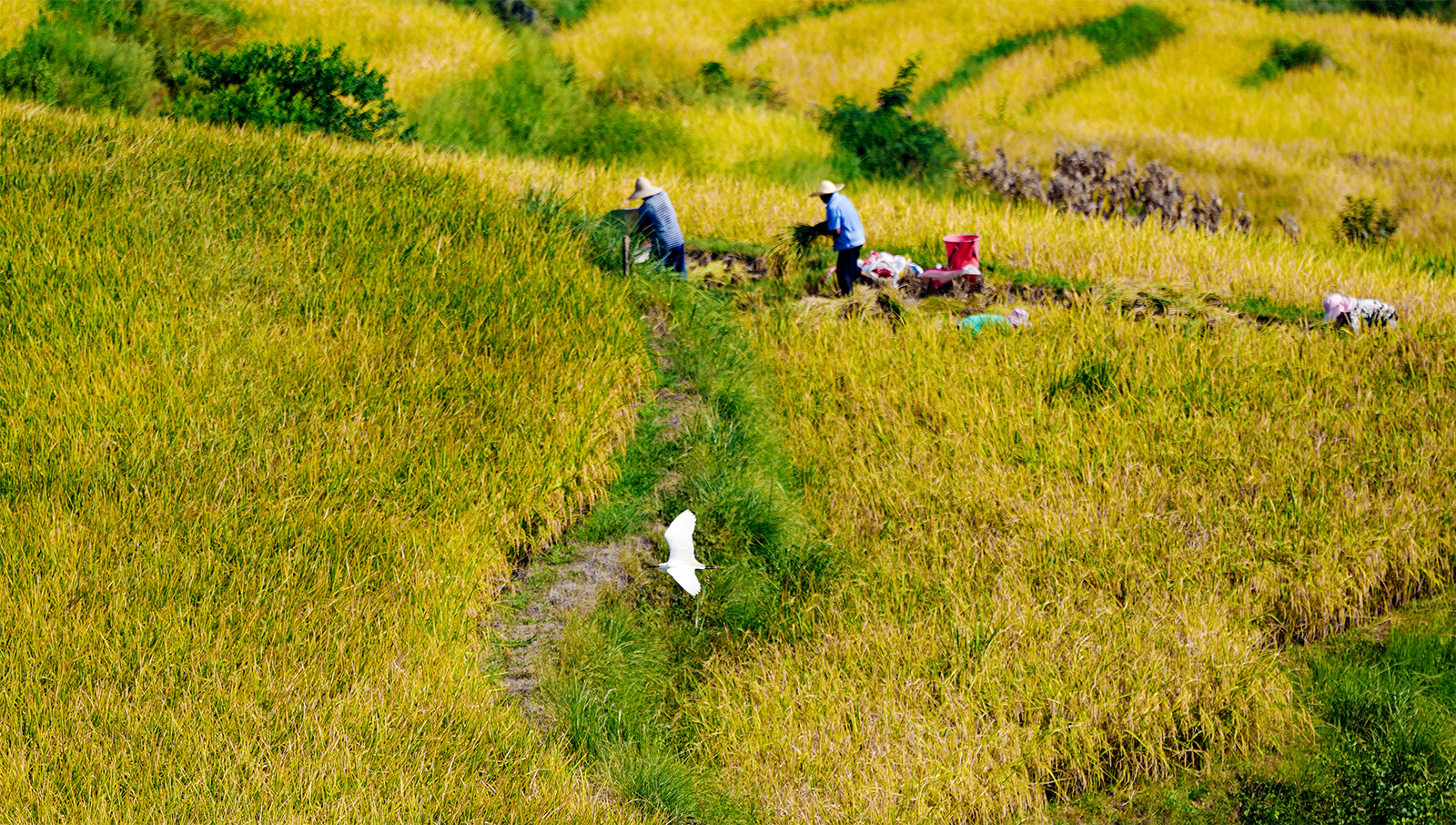 A bird flies overhead as farmers work in the rice fields at Guojiawan Village in Yuping Dong Autonomous County, Guizhou Province. /Provided to CGTN