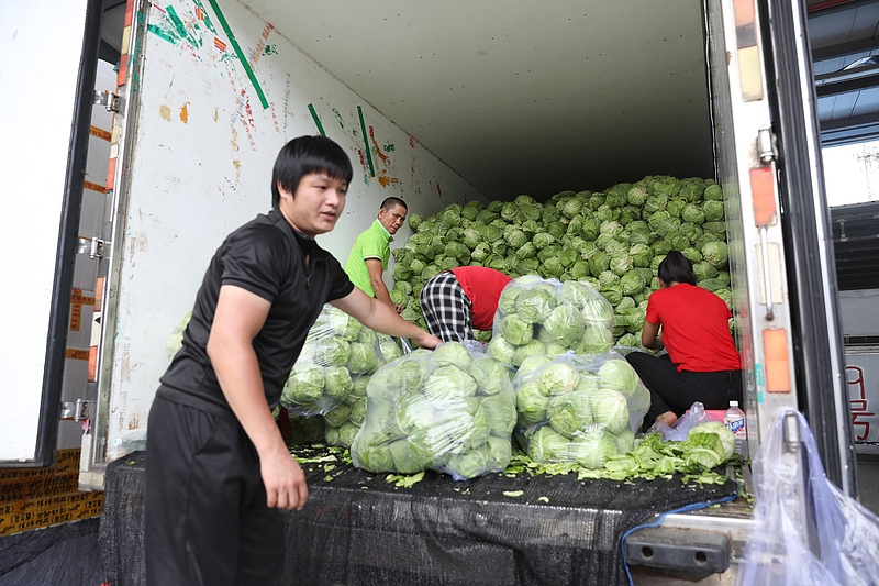 Retailers unload cabbage from a truck, Haikou City, south China's Hainan Province, September 8, 2024. /CFP