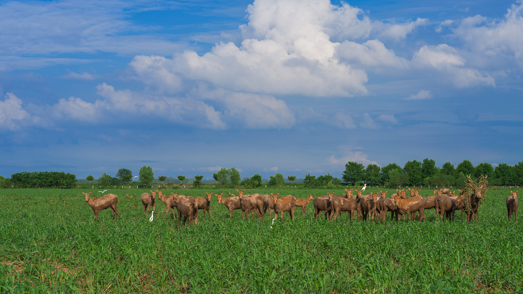 A national wetland nature reserve, Jingzhou City, central China's Hubei Province, August 1, 2024. /CFP
