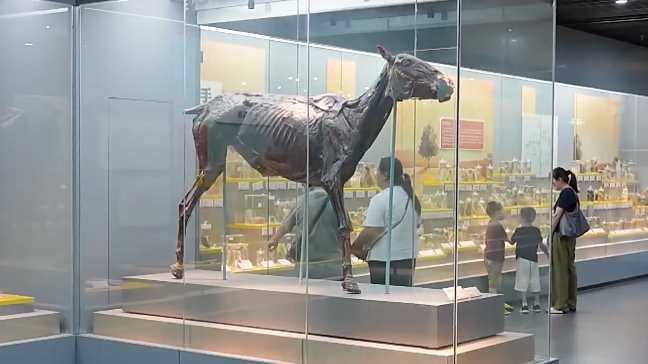 A view of the Museum of Huazhong Agricultural University, Wuhan, central China's Hubei Province. /CMG