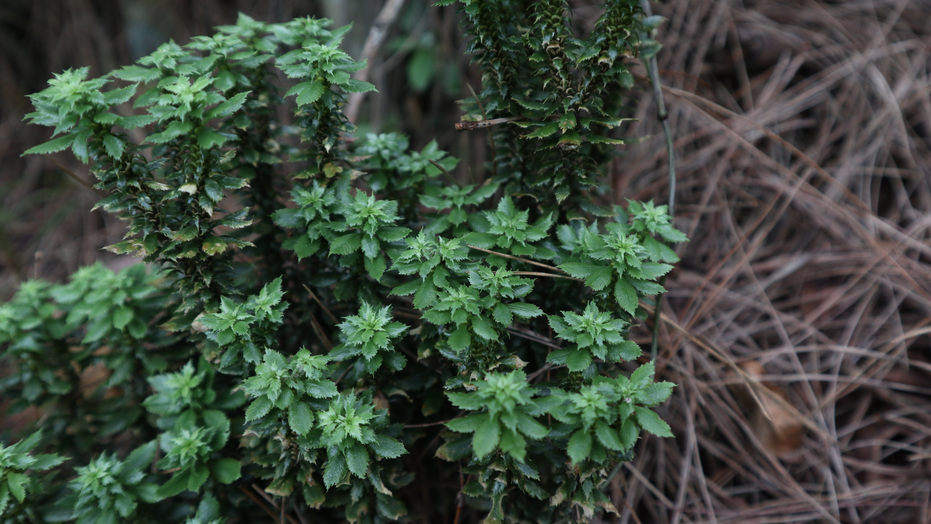 New Species of Firmoss Found, Could Potentially Treat Alzheimer's