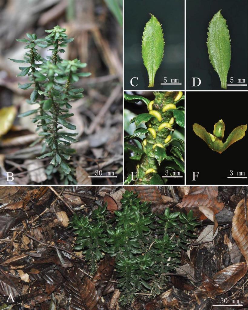 This undated combo photomicrograph provided by the Xishuangbanna Tropical Botanical Garden (XTBG), Chinese Academy of Sciences shows details of the new firmoss species Huperzia crassifolia discovered in southwest China's Guizhou Province. 