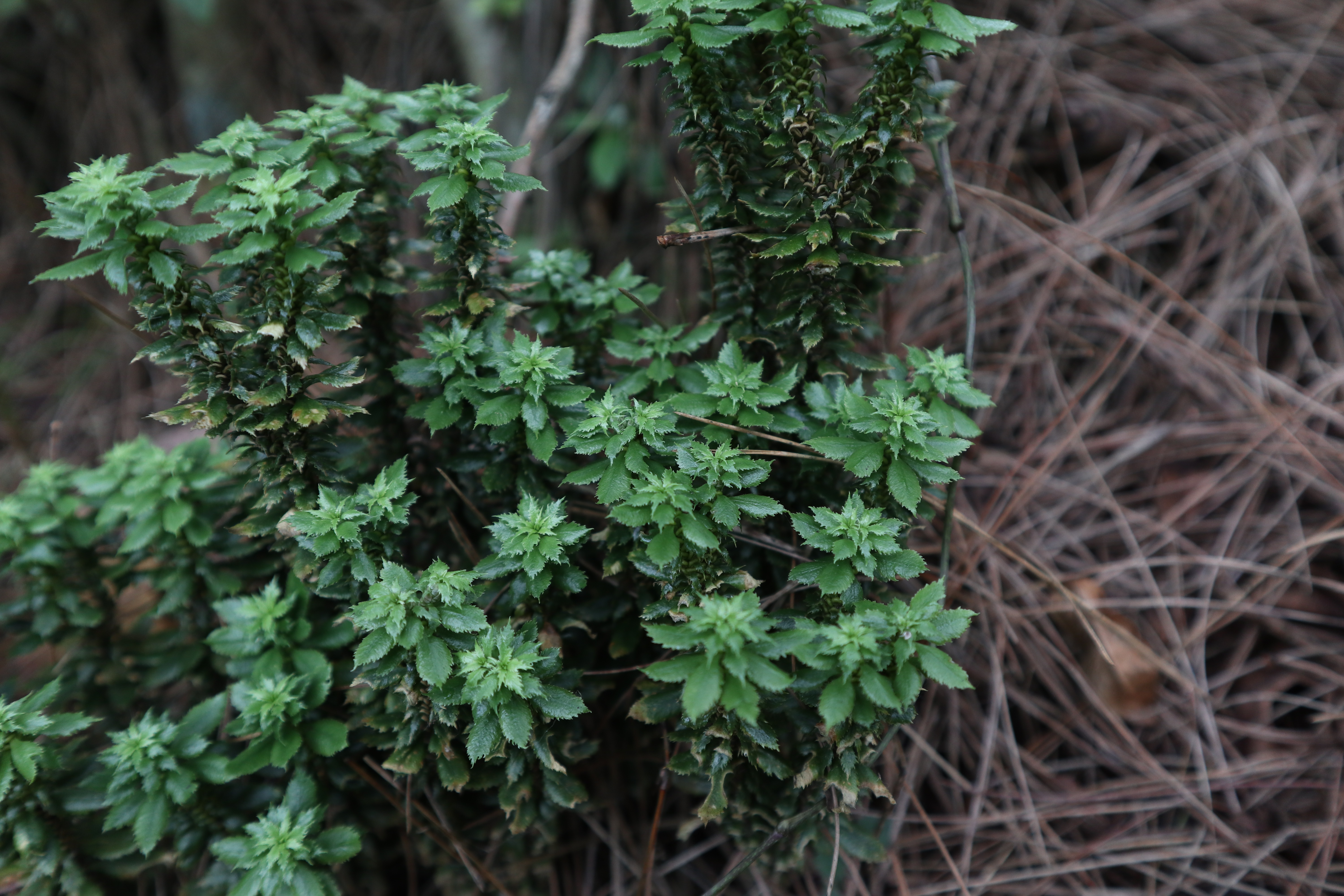 The new firmoss species, named Huperzia crassifolia, was discovered during a medical plant inventory in southwest China's Guizhou Province. 