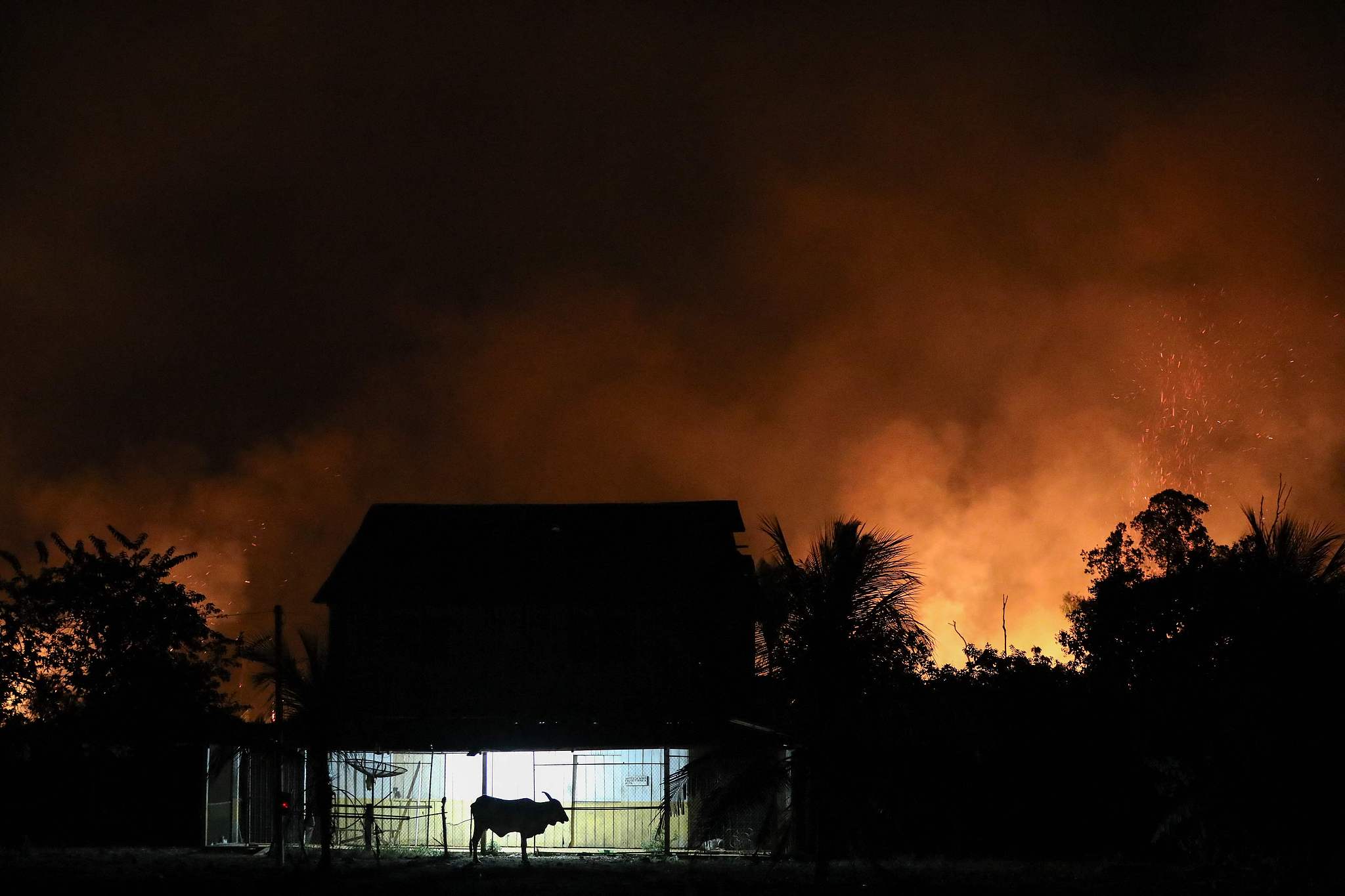 A bull is seen in front of a house surrounded by fire from illegal burning in the Amazon rainforest in northern Brazil, September 4, 2024. /CFP