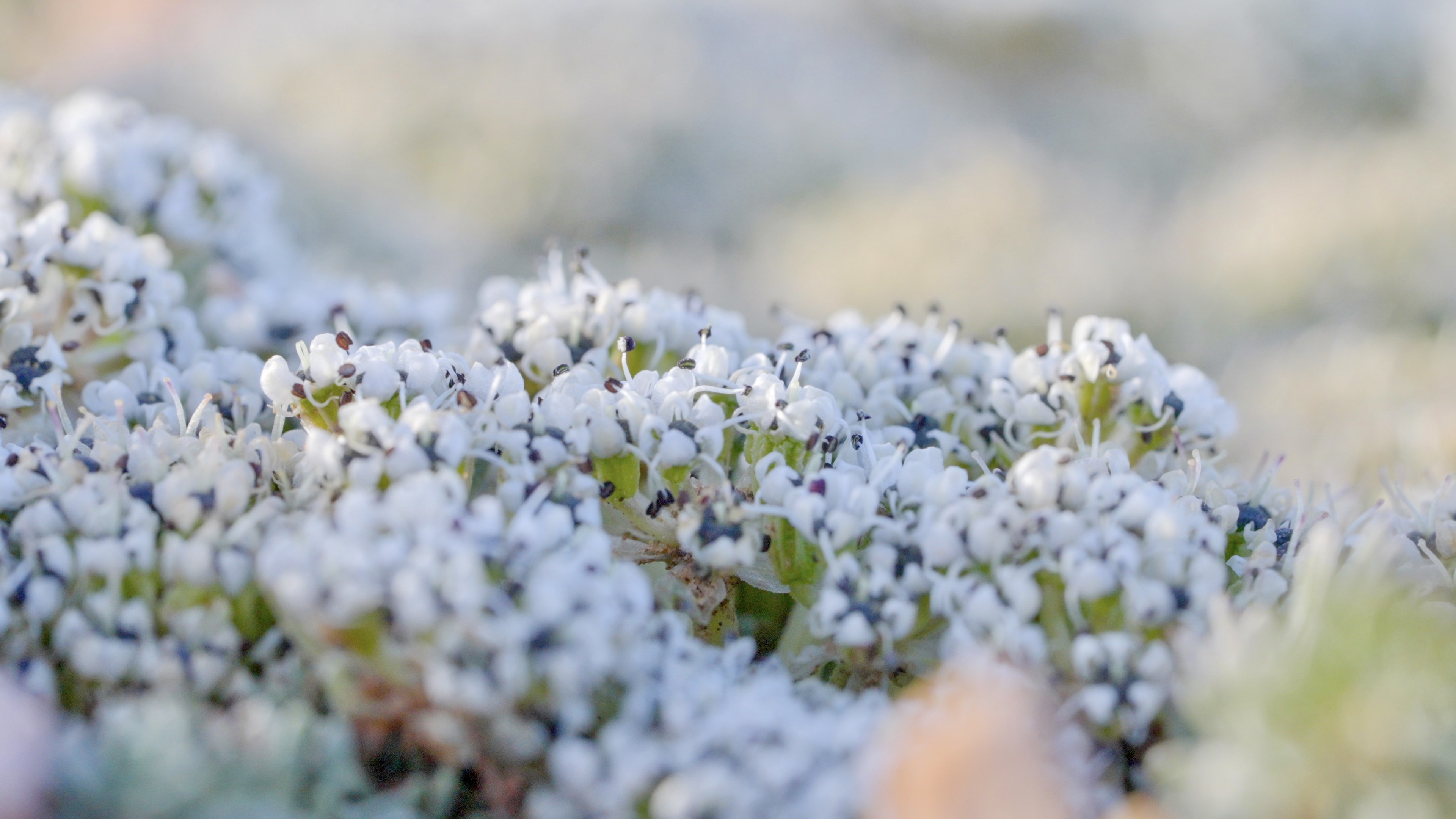 This photo taken on August 9, 2024 shows flowers in bloom in Hoh Xil, Qinghai Province. /CGTN