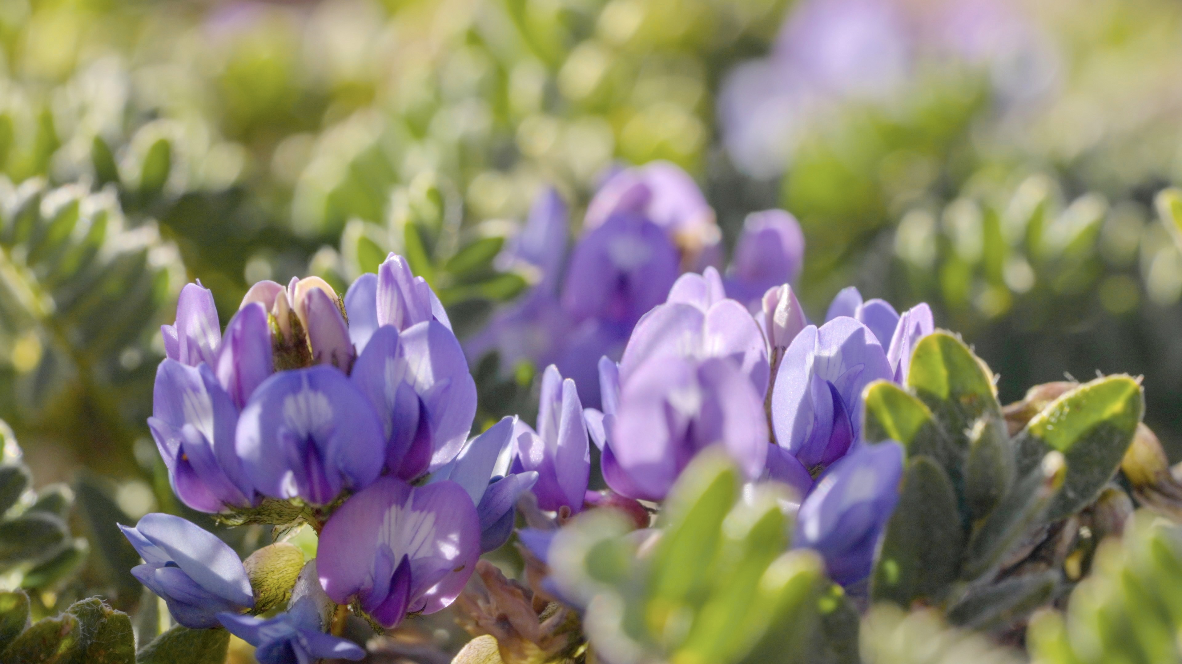 This photo taken on August 9, 2024 shows flowers in bloom in Hoh Xil, Qinghai Province. /CGTN