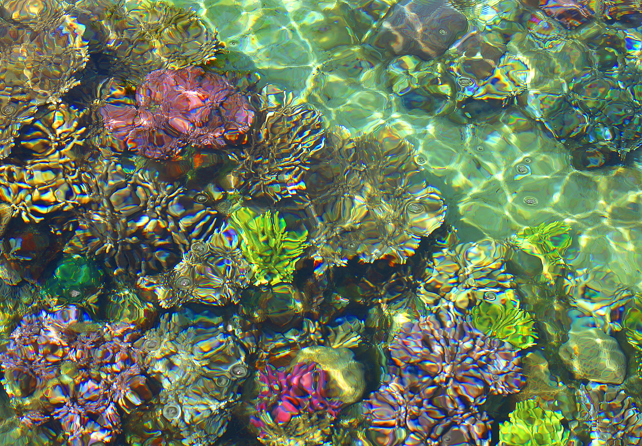 The coral reefs living in the Red Sea's Gulf of Aqaba, also known in Israel as the Gulf of Eilat. /CFP