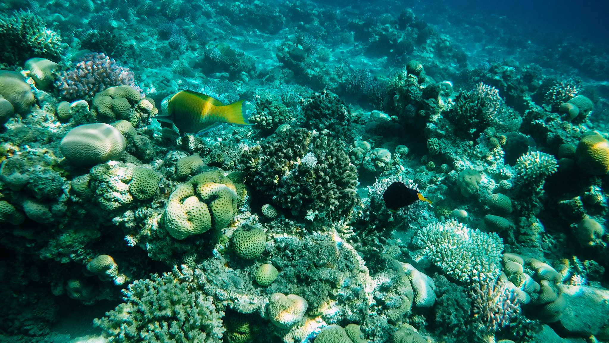 The coral reefs living in the Red Sea's Gulf of Aqaba, also known in Israel as the Gulf of Eilat. /CFP