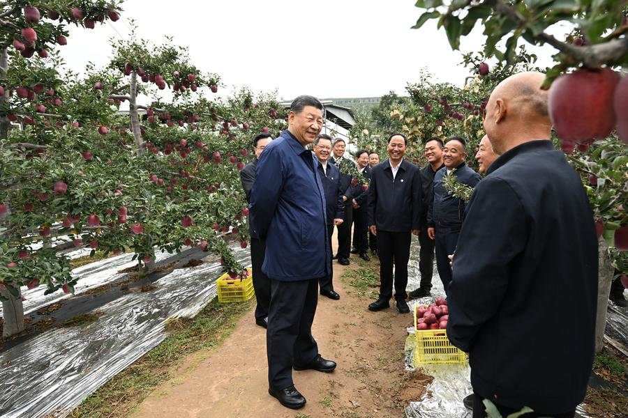 Chinese President Xi Jinping, also general secretary of the Communist Party of China Central Committee and chairman of the Central Military Commission, visits a local apple production base to learn about the development of the modern specialty fruit industry in mountainous areas in Tianshui, northwest China's Gansu Province, September 11, 2024.  /Xinhua