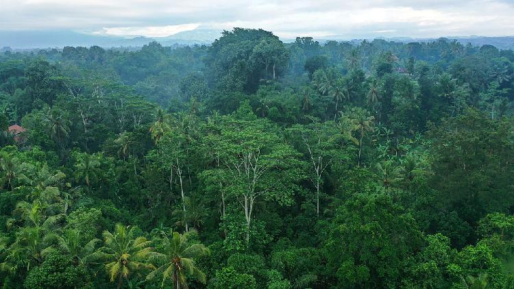 Study finds that ozone emissions diminish the CO2 storage capacity of tropical forests