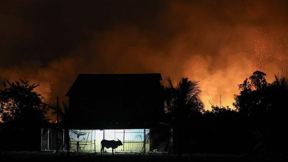 A bull is seen in front of a house surrounded by fire from illegal burning in the Amazon rainforest on the banks of the BR-230 highway, near the city of Labrea, Amazonas state, northern Brazil, September 4, 2024. /CFP