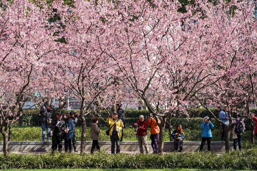 People admire cherry blossoms in full bloom at the Jing'an Sculpture Park in east China's Shanghai, March 2, 2021. /Xinhua