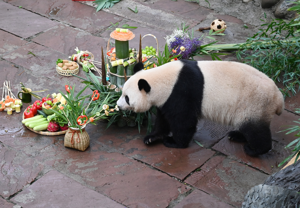 A giant panda smells the special presents prepared for them for the Mid-Autumn Festival at the China Conservation and Research Center for Giant Panda in Ya'an, Sichuan Province, September 13, 2014. /CFP