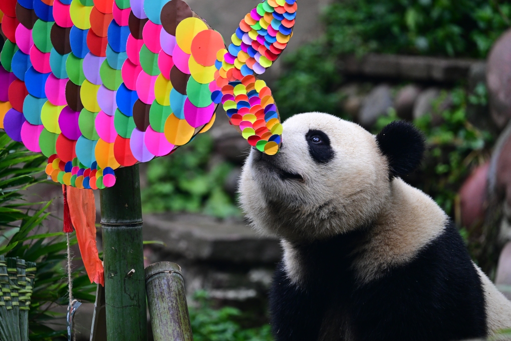 A giant panda smells the special presents prepared for them for the Mid-Autumn Festival at the China Conservation and Research Center for Giant Panda in Ya'an, Sichuan Province, September 13, 2014. /CFP