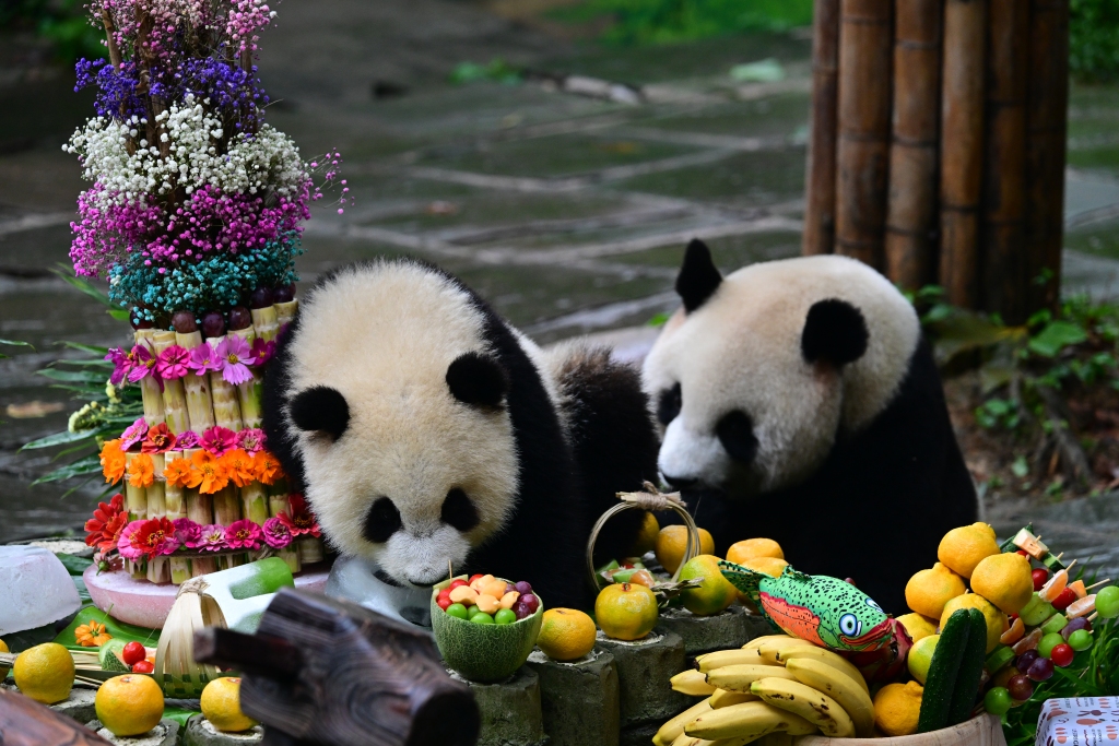 Panda raksasa menikmati hadiah khusus yang disiapkan untuk mereka dalam rangka Festival Pertengahan Musim Gugur di Pusat Konservasi dan Penelitian Panda Raksasa Tiongkok di Ya'an, Provinsi Sichuan, 13 September 2014. /CFP