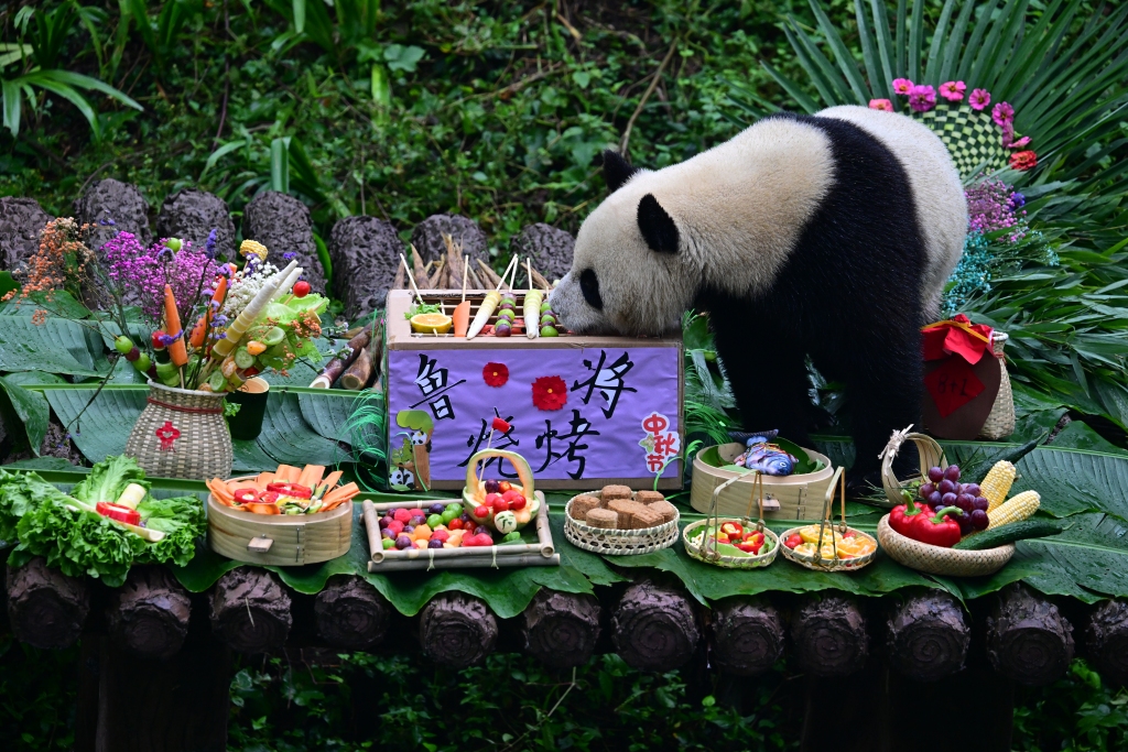 A giant panda smells the special presents prepared for them for the Mid-Autumn Festival at the China Conservation and Research Center for Giant Panda in Ya'an, Sichuan Province, September 13, 2014. /CFP