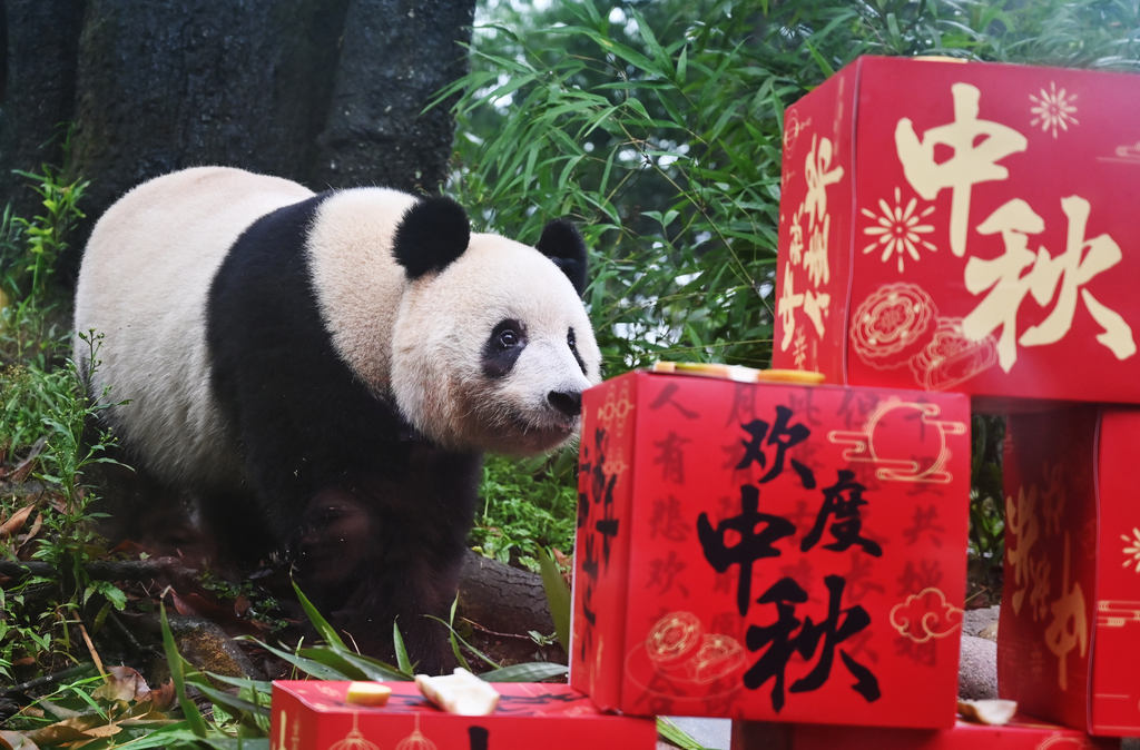 A giant panda smells the special presents prepared for them for the Mid-Autumn Festival at the China Conservation and Research Center for Giant Panda in Ya'an, Sichuan Province, September 13, 2014. /CFP