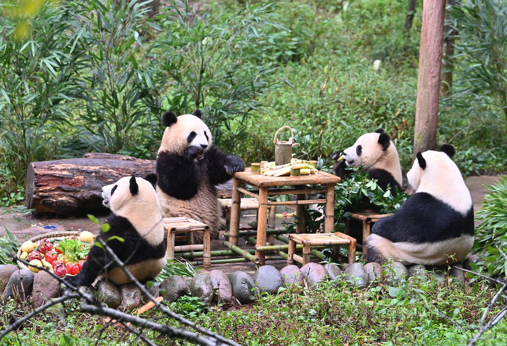 Panda raksasa menikmati hadiah khusus yang disiapkan untuk mereka dalam rangka Festival Pertengahan Musim Gugur di Pusat Konservasi dan Penelitian Panda Raksasa Tiongkok di Ya'an, Provinsi Sichuan, 13 September 2014. /CFP