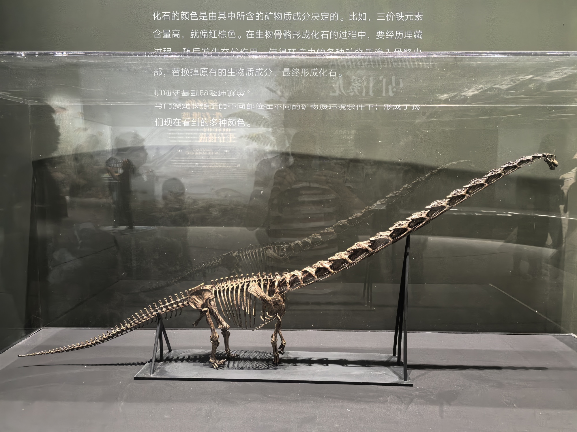 A replica of Mamenchisaurus fossil is on display at the 