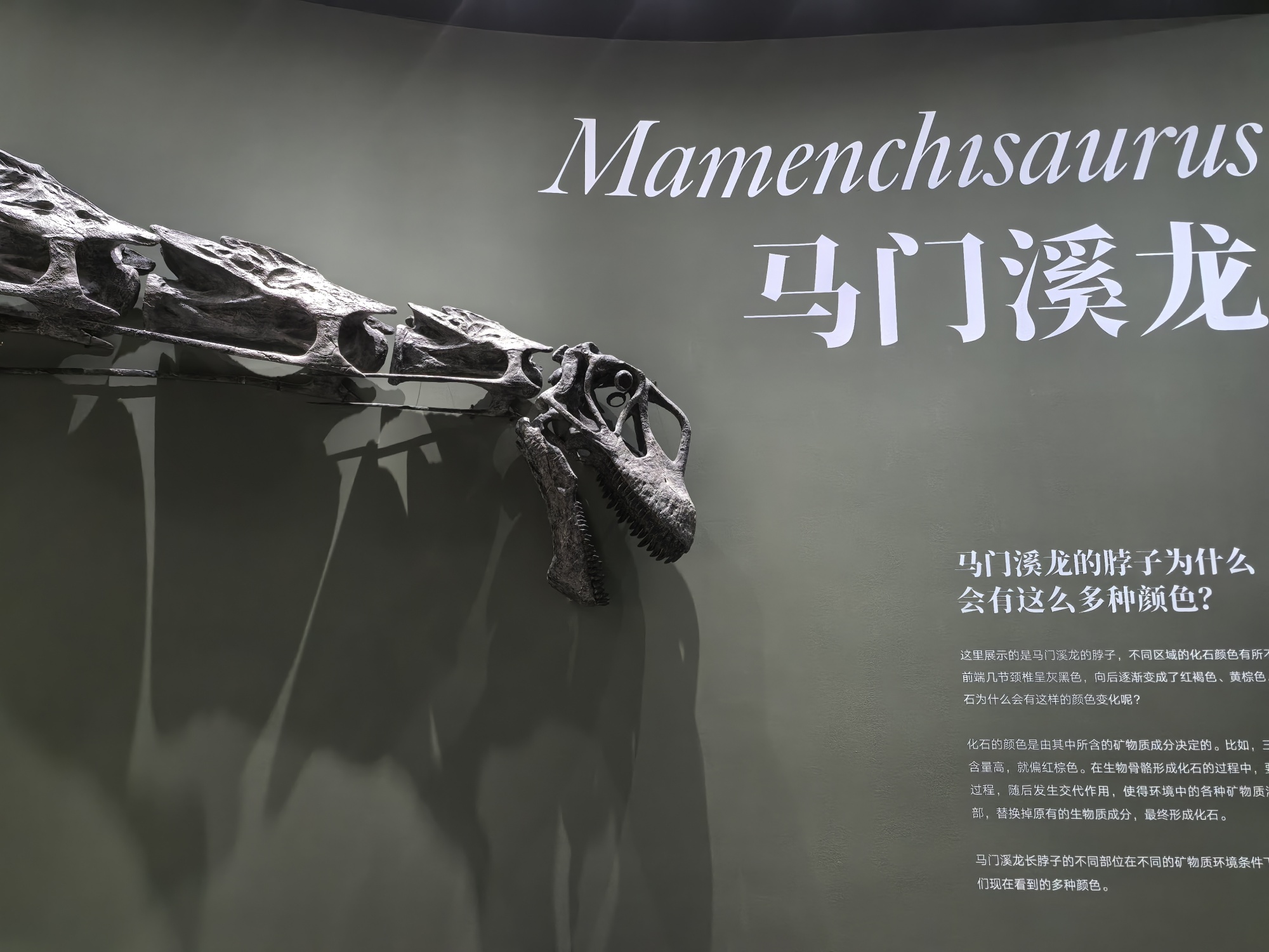 A replica of Mamenchisaurus fossil is on display at the 