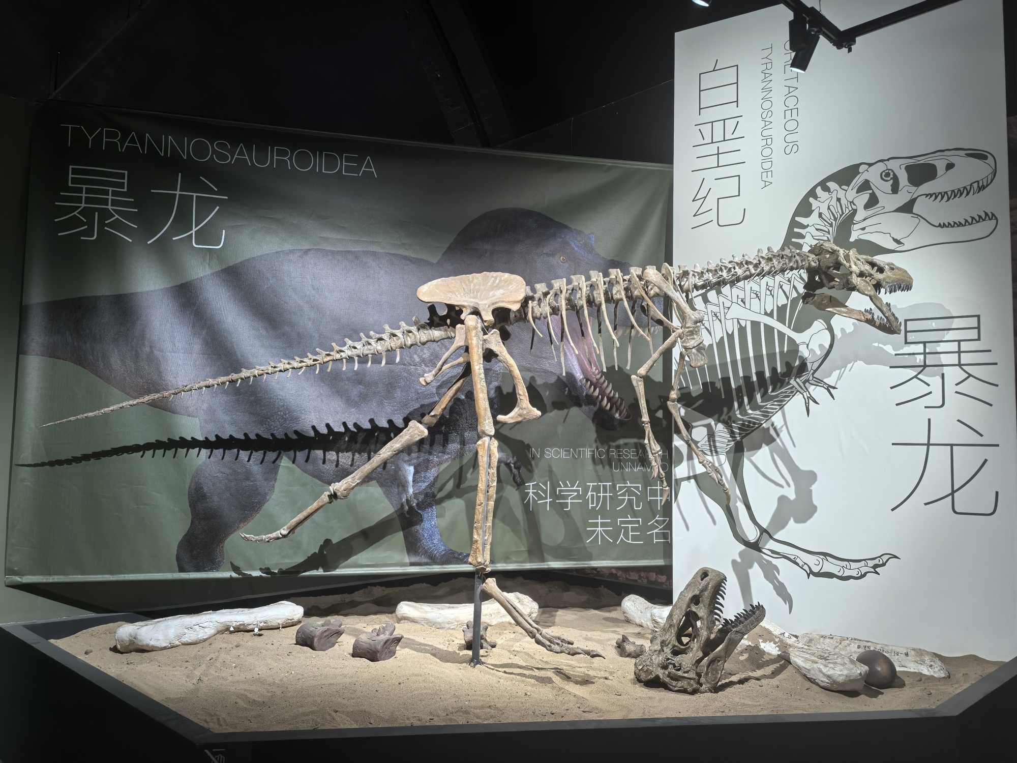 A dinosaur fossil is on display at the 