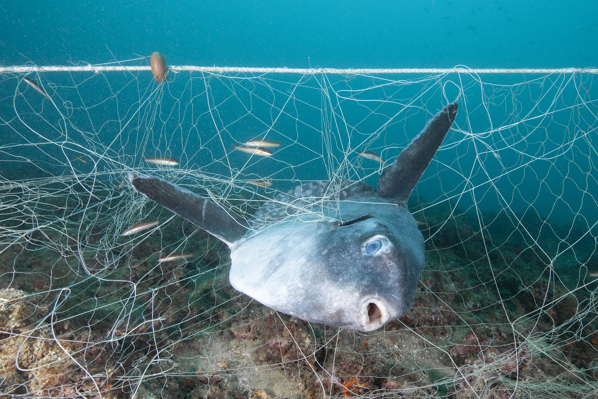 A fish trapped in fishing nets. /CFP