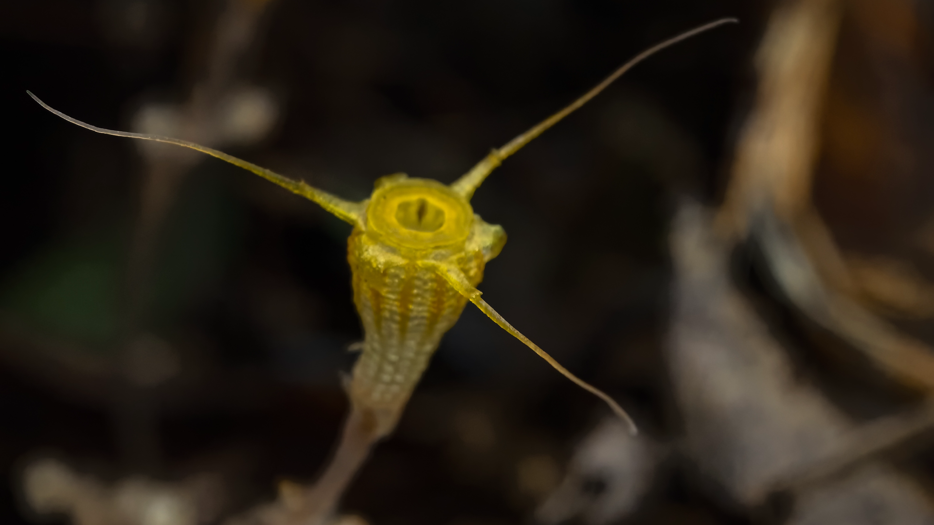 Recently Discovered Goblet-shaped Plant Species in South China