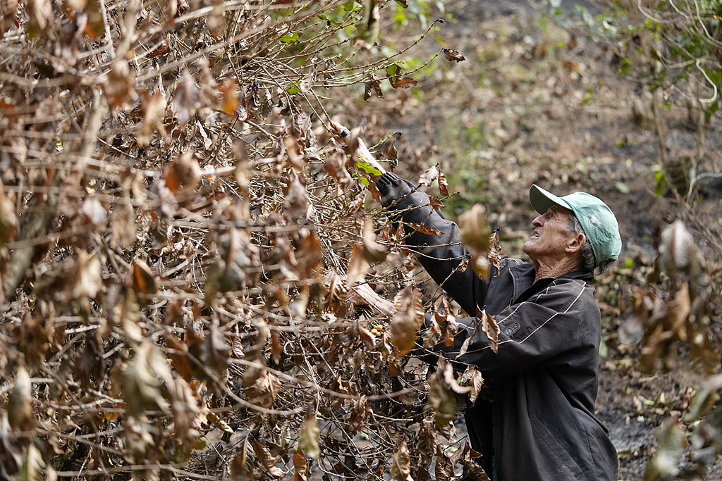 Coffee producer Joao Rodrigues Martins inspects his plantation consumed by wildfires in a rural area of Caconde, Sao Paulo state, Brazil, September 18, 2024. /CFP