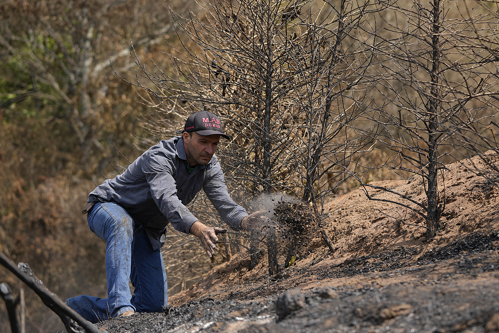 Coffee producer Silvio Almeida tosses a handful of damaged coffee beans during an inspection of his plantation consumed by wildfires in a rural area of Caconde, Sao Paulo state, Brazil, September 18, 2024. /CFP