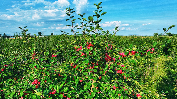 SE Asia experiences new taste with Chinese desert fruit export