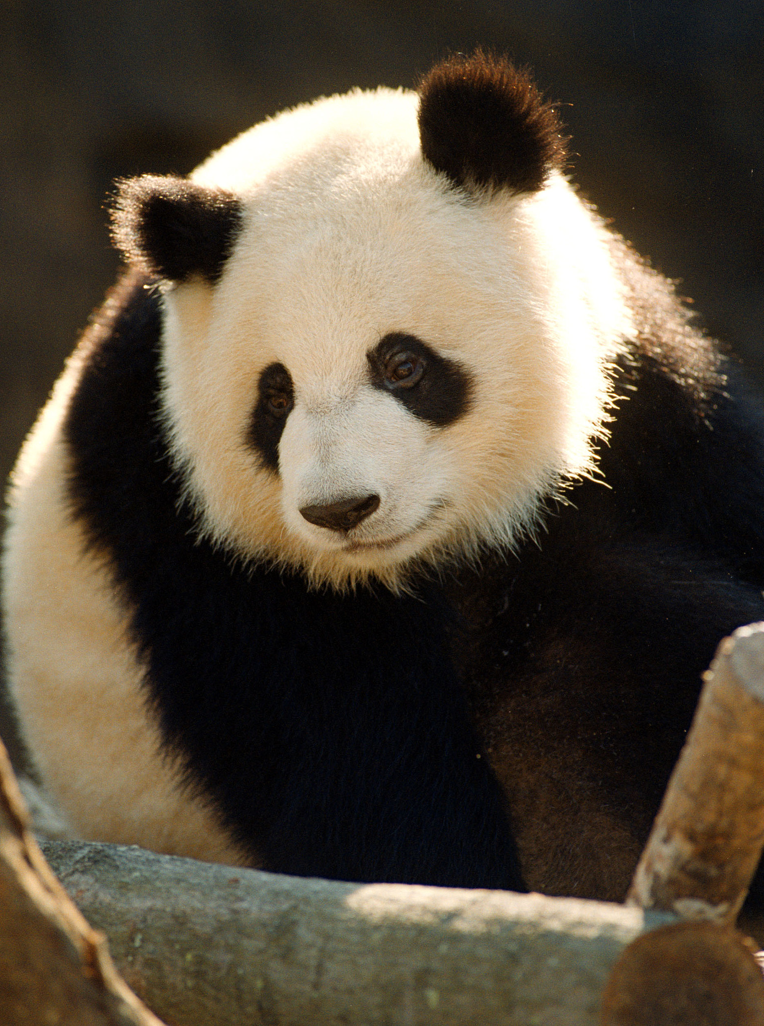 A photo of Lun Lun, a female giant panda in Zoo Atlanta, U.S., November 18, 1999. /CFP