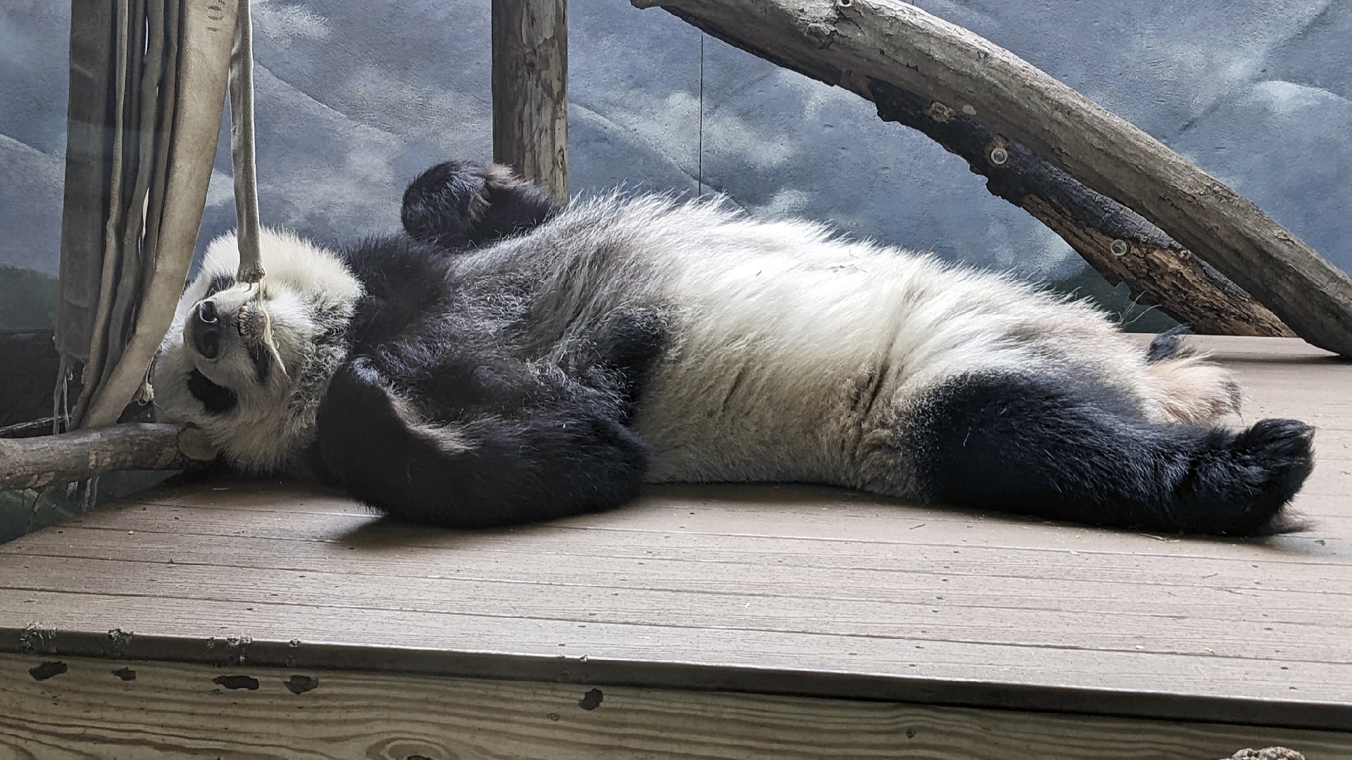 Zoo Atlanta's four giant pandas scheduled to return to China by mid-October