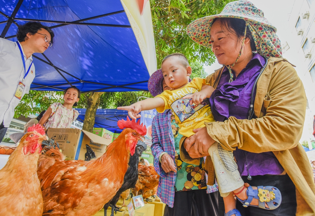 Seorang wanita dan seorang bayi mengamati kawanan ayam di Nanning, Guangxi pada tanggal 20 September 2024. /IC