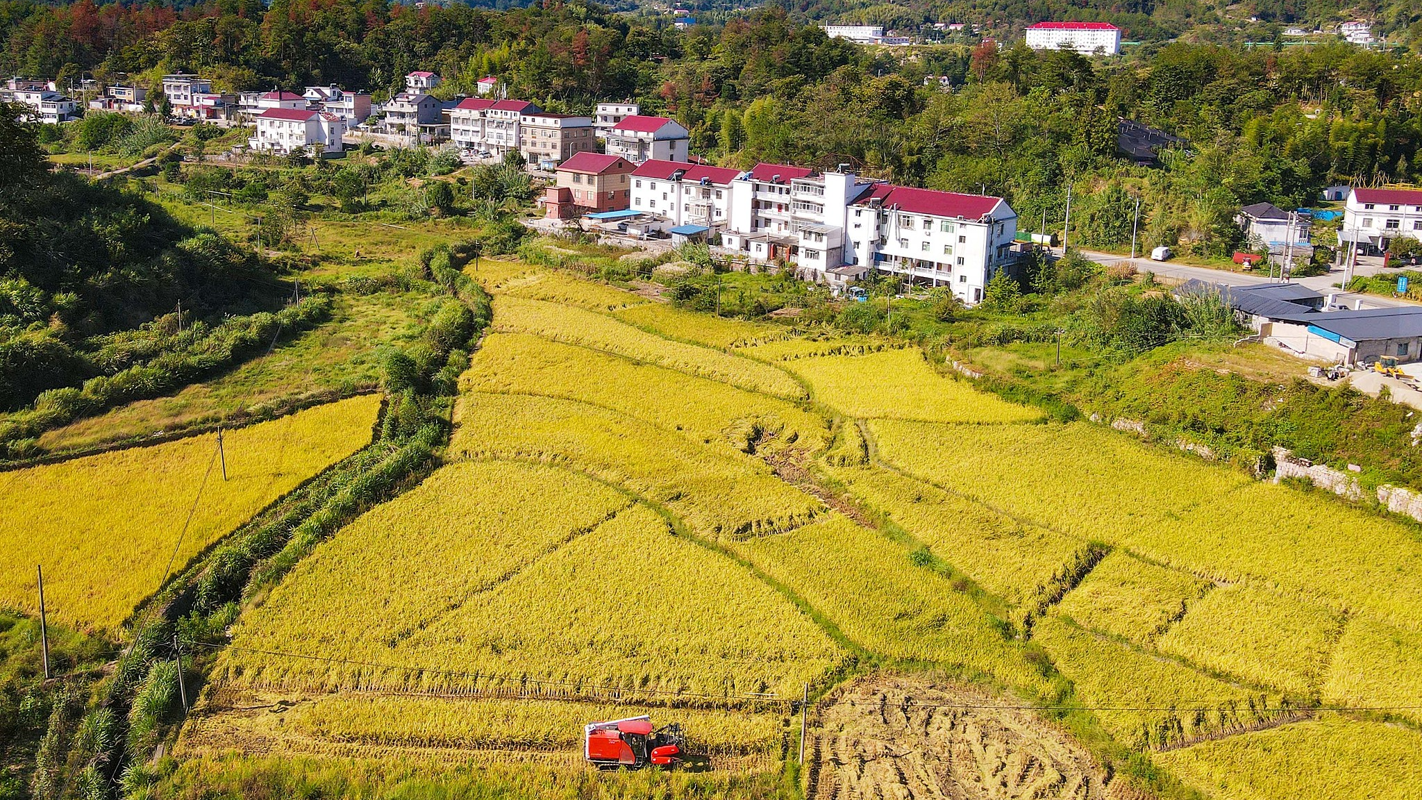 Farmers driving harvesters to collect mature rice crop in Anhui Province, China, September 22, 2024. /CFP