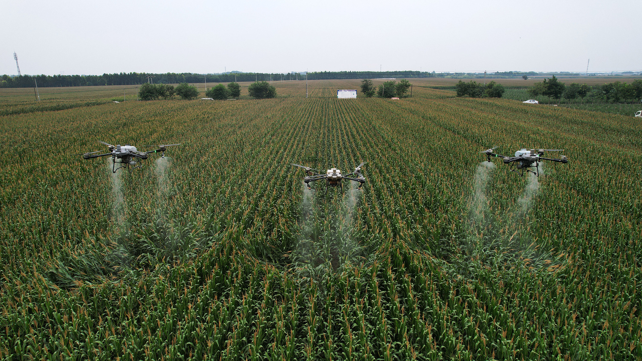 Drones carrying out pest control and crop fertilization in the fields, Hebei Province, China, September 14, 2024. /CFP