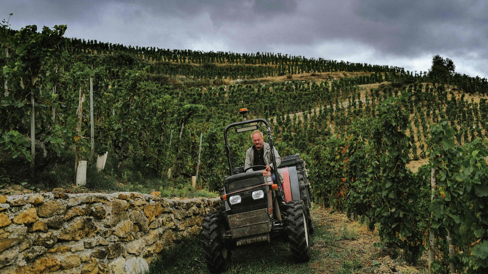 A tractor transports harvested grapes during the wine harvest at the Courbis vineyard in Chateaubourg, near Tournon-Sur-Rhone, France, September 17, 2024. /CFP 