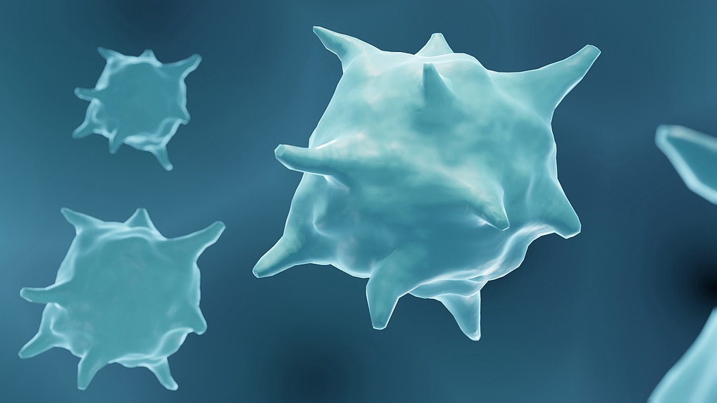 An illustration of macrophages. /CFP