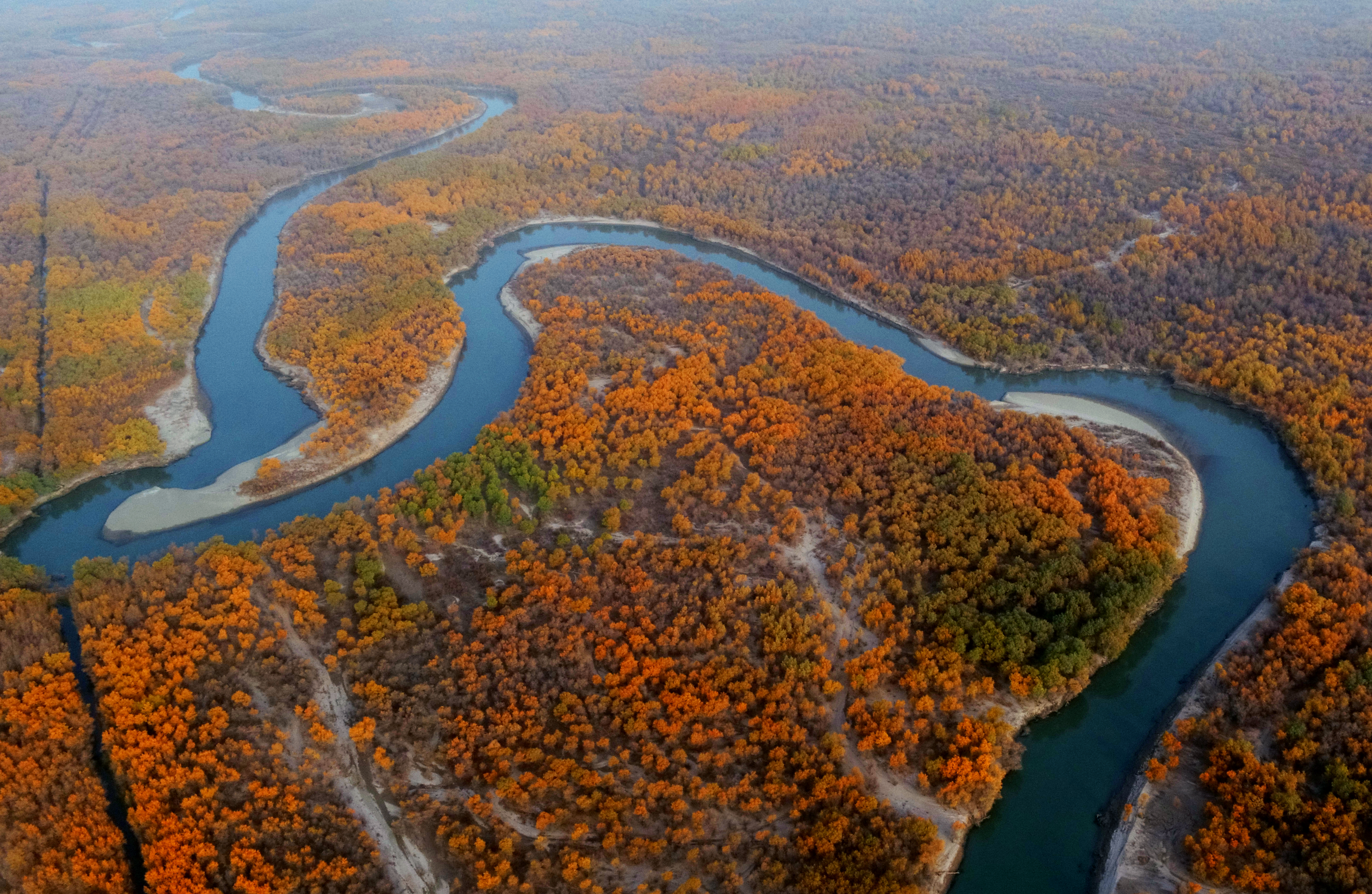 Poplar forest in Tumushuke City, Xinjiang Uygur Autonomous Region. /Meng Jiuding