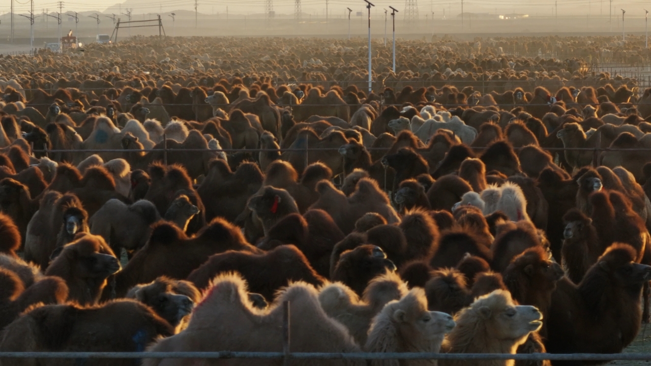 A vast herd of camels gathers in the heart of the Badain Jaran Desert in Alxa Right Banner, Inner Mongolia Autonomous Region. /Photo provided to CGTN