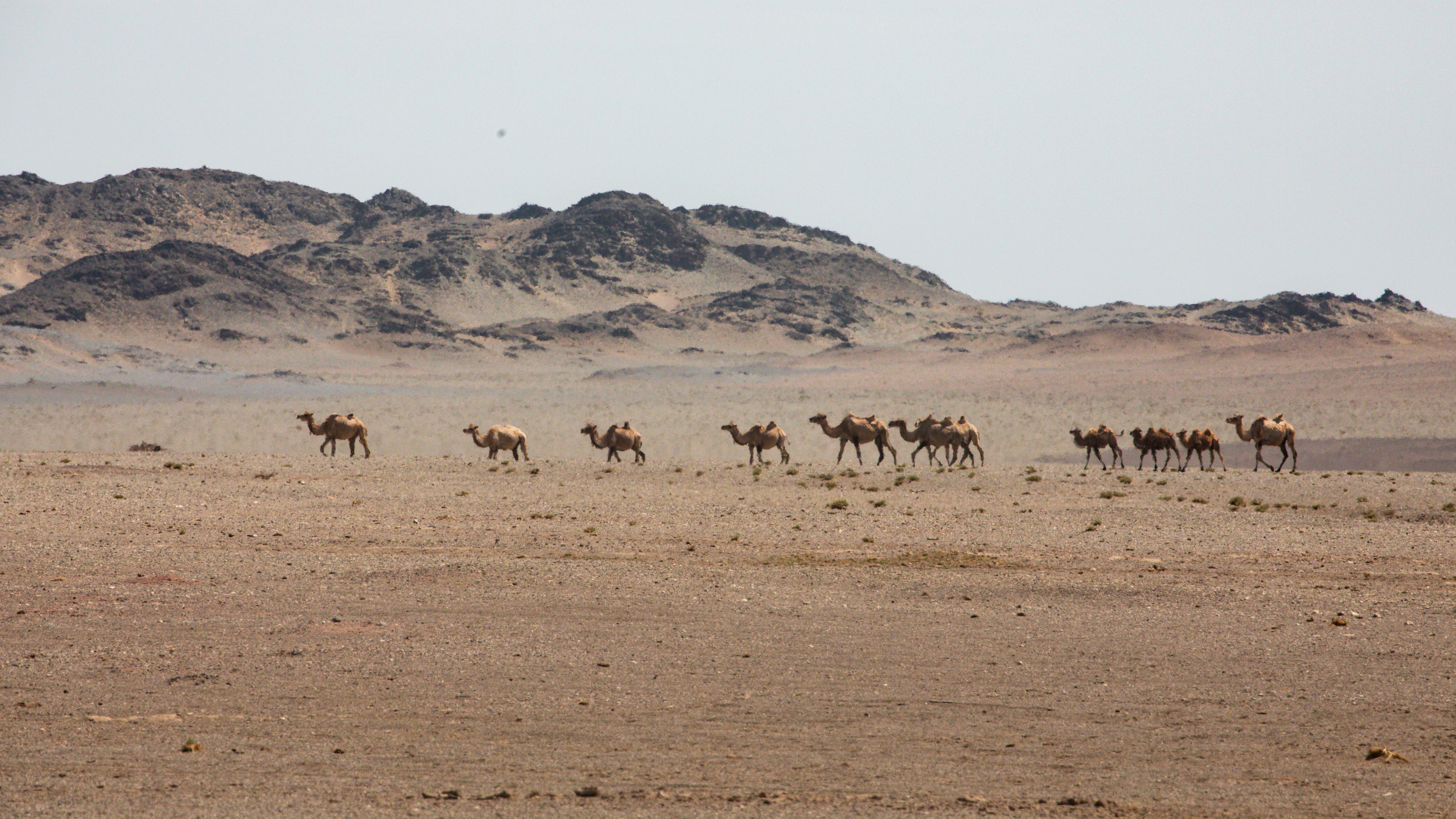 A herd of camels is seen wandering through the Badain Jaran Desert in Alxa Right Banner, Inner Mongolia Autonomous Region. /Photo provided to CGTN