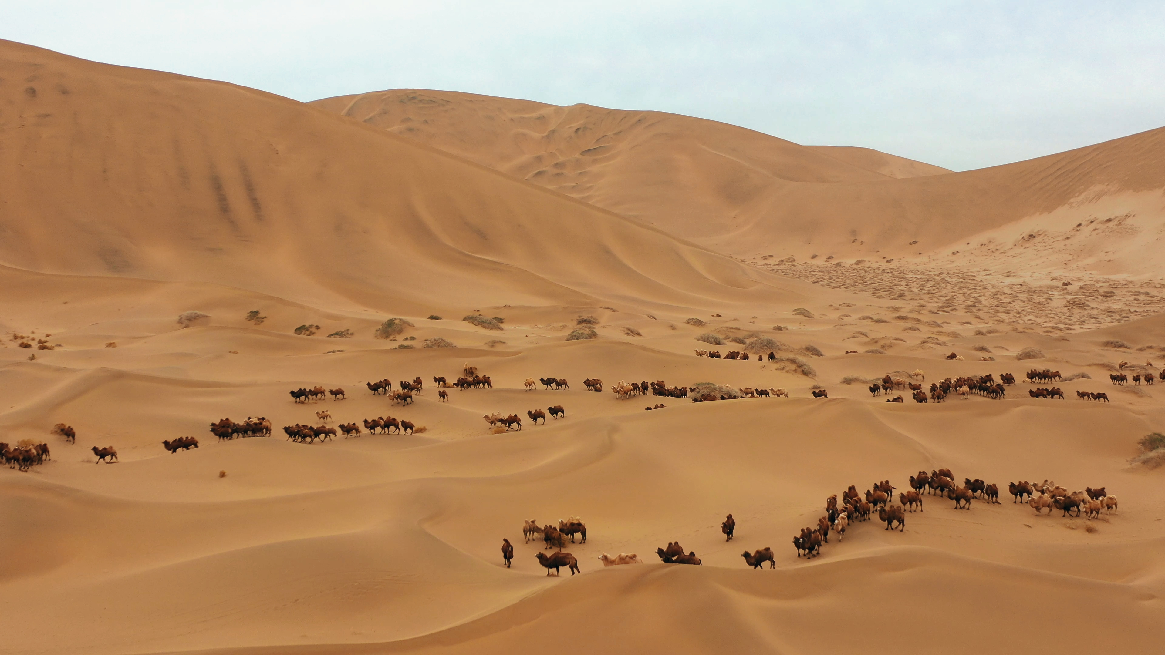 Herds of camels wander through the heart of the Badain Jaran Desert in Alxa Right Banner, Inner Mongolia Autonomous Region. /Photo provided to CGTN