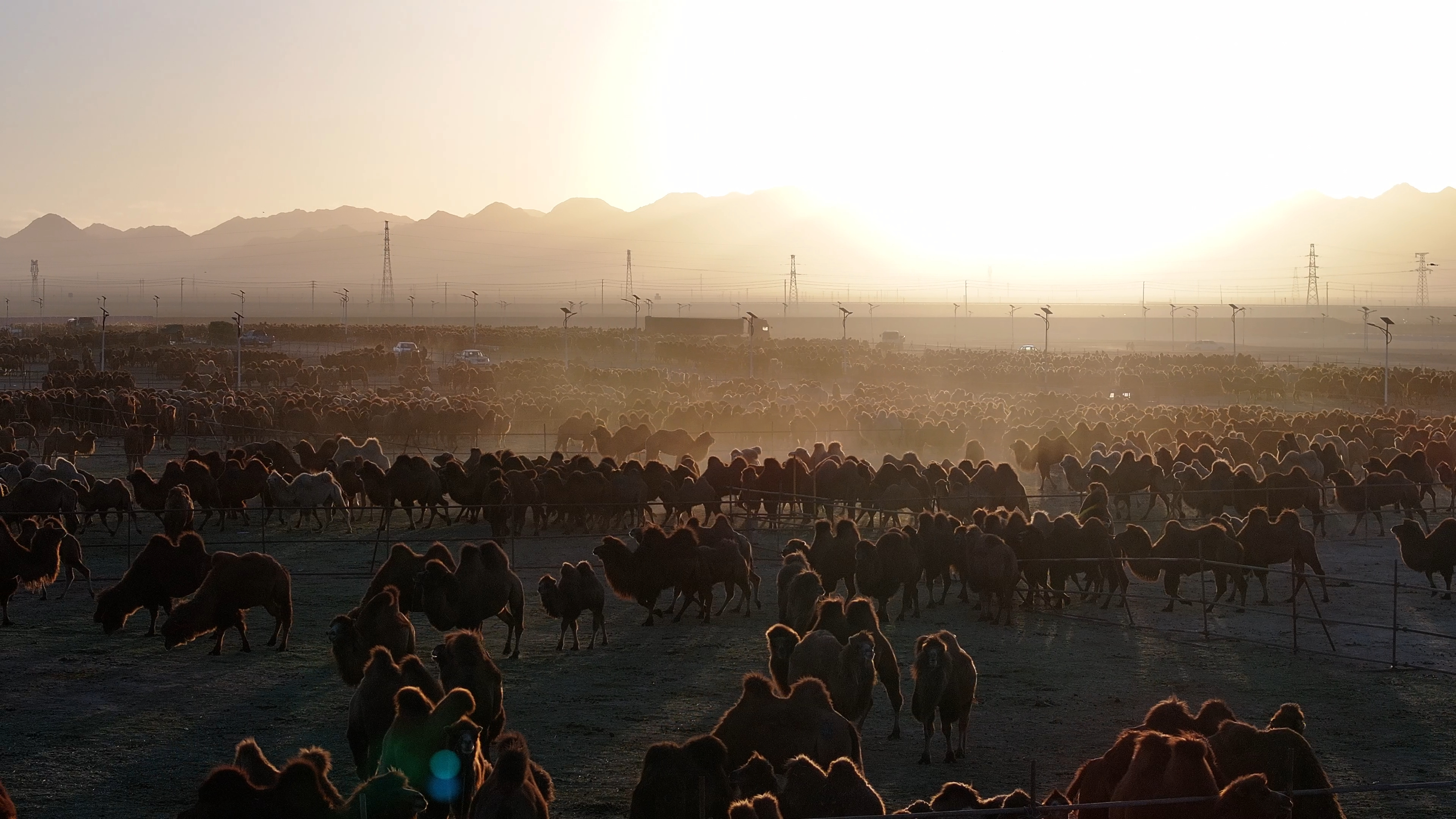 Herds of camels gather in Alxa Right Banner, Inner Mongolia Autonomous Region. /Photo provided to CGTN