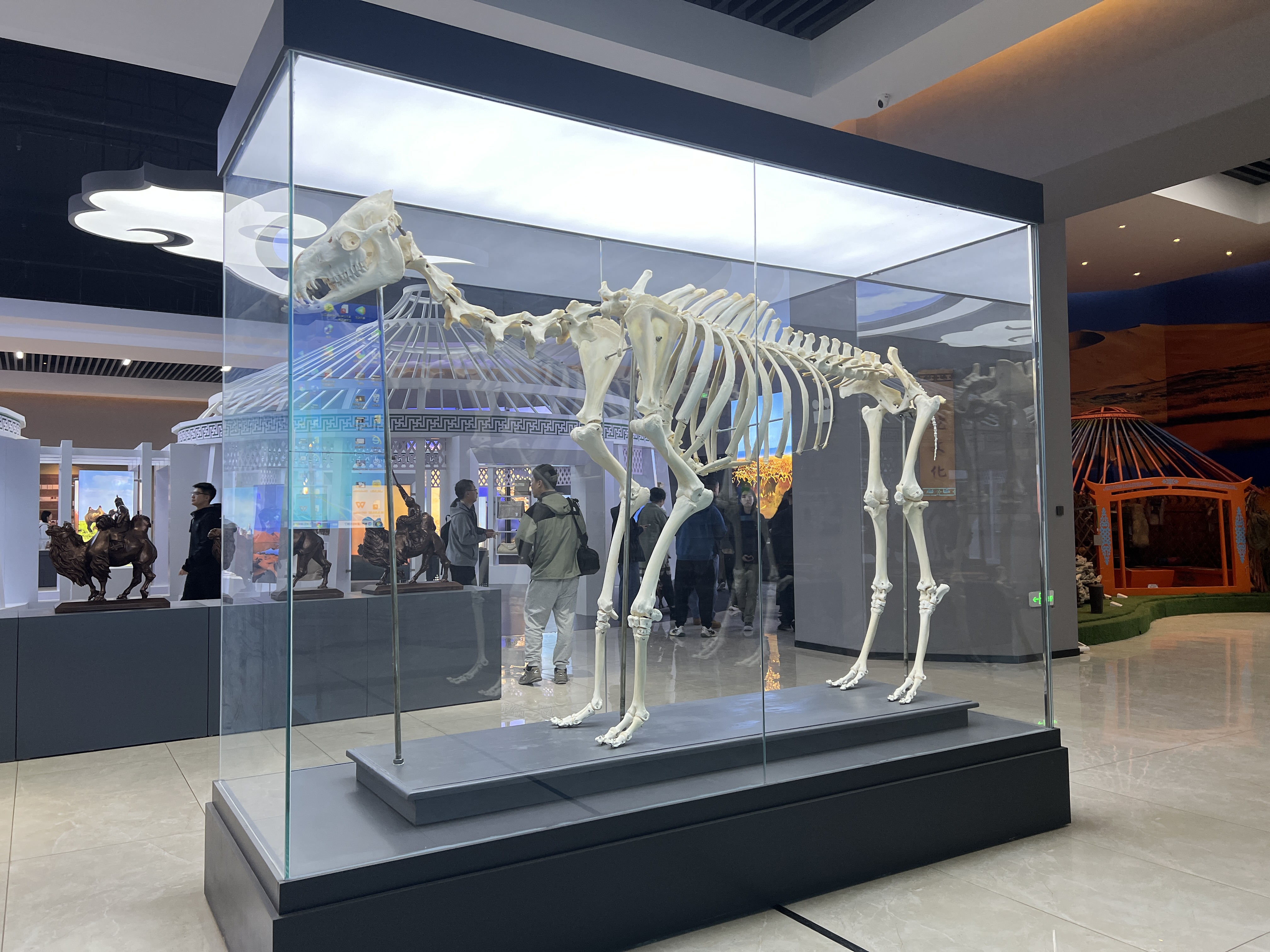 A complete camel skeleton is seen on display at an exhibition in Badain Jaran, Inner Mongolia Autonomous Region, September 19, 2024. /CGTN