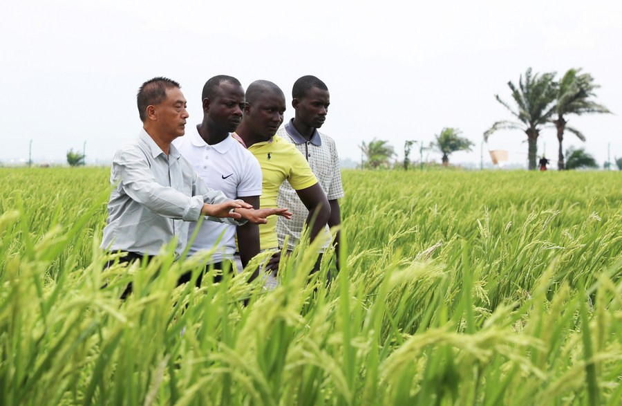 Chinese rice expert Dan Songbai (1st L) instructs farmers in a hybrid rice field in Kihanga, Bubanza Province, Burundi, October 29, 2022. /Xinhua