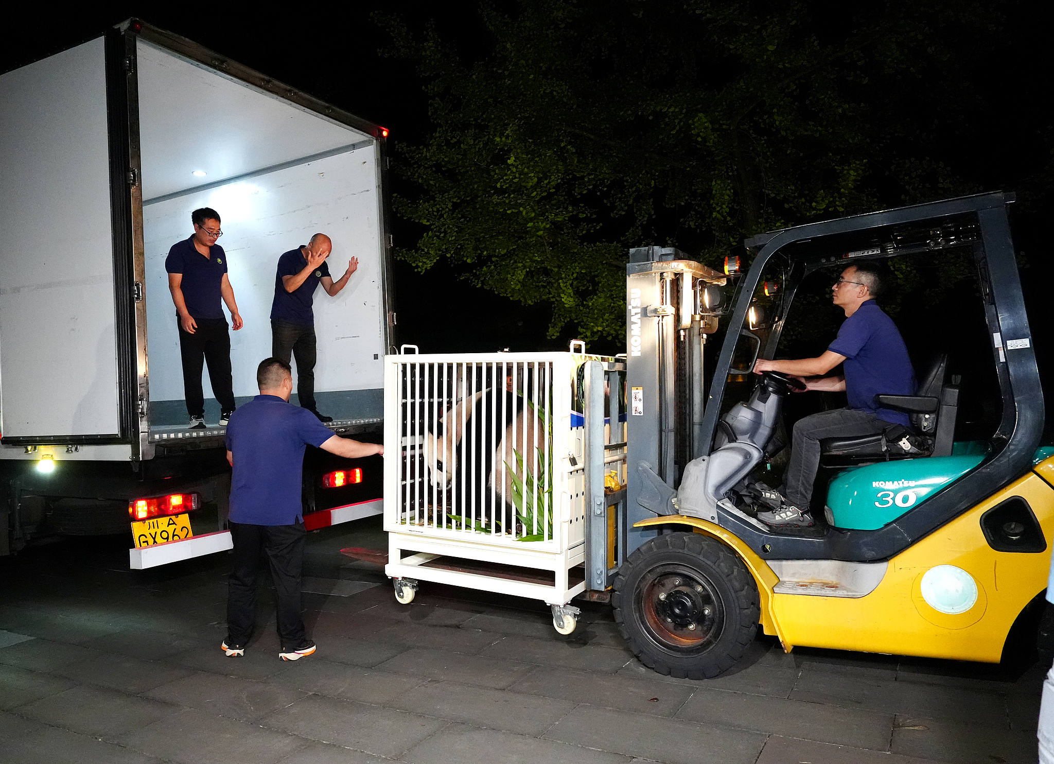 Staff at Dujiangyan base transfer giant panda An An to a special cage for transportation, September 26, 2024. /CFP