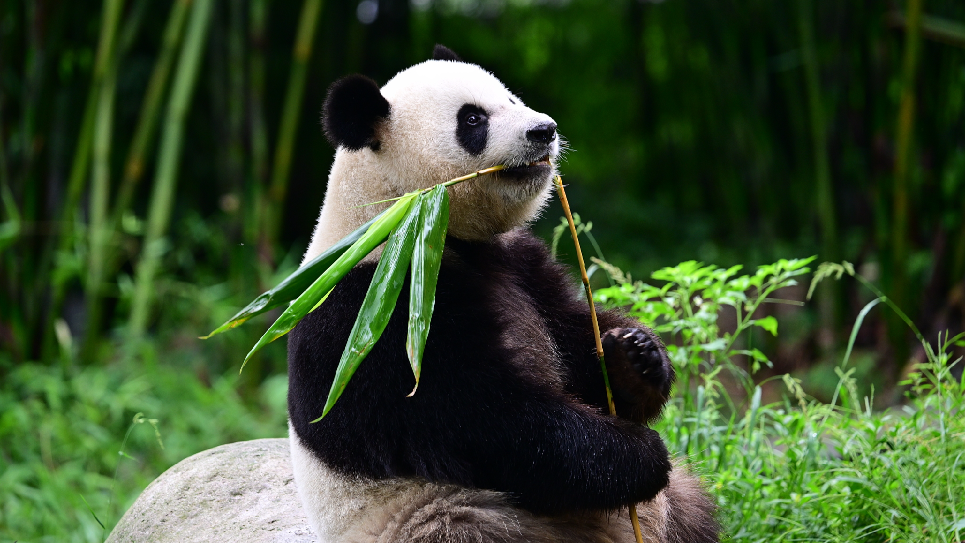 Hong Kong welcomes new pair of giant pandas