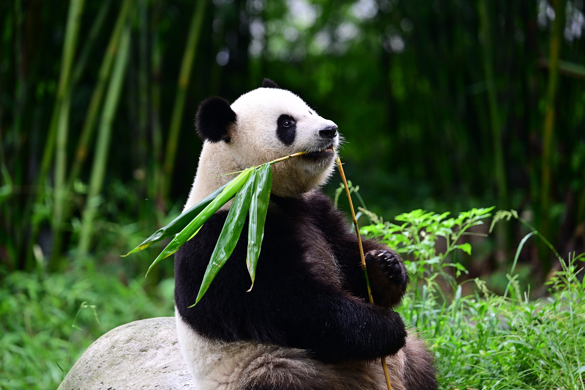 Female panda Ke Ke eats bamboo at Dujiangyan base of the CCRC for Giant Panda in Dujiangyan, southwest China's Sichuan Province, September 10, 2024. /CFP