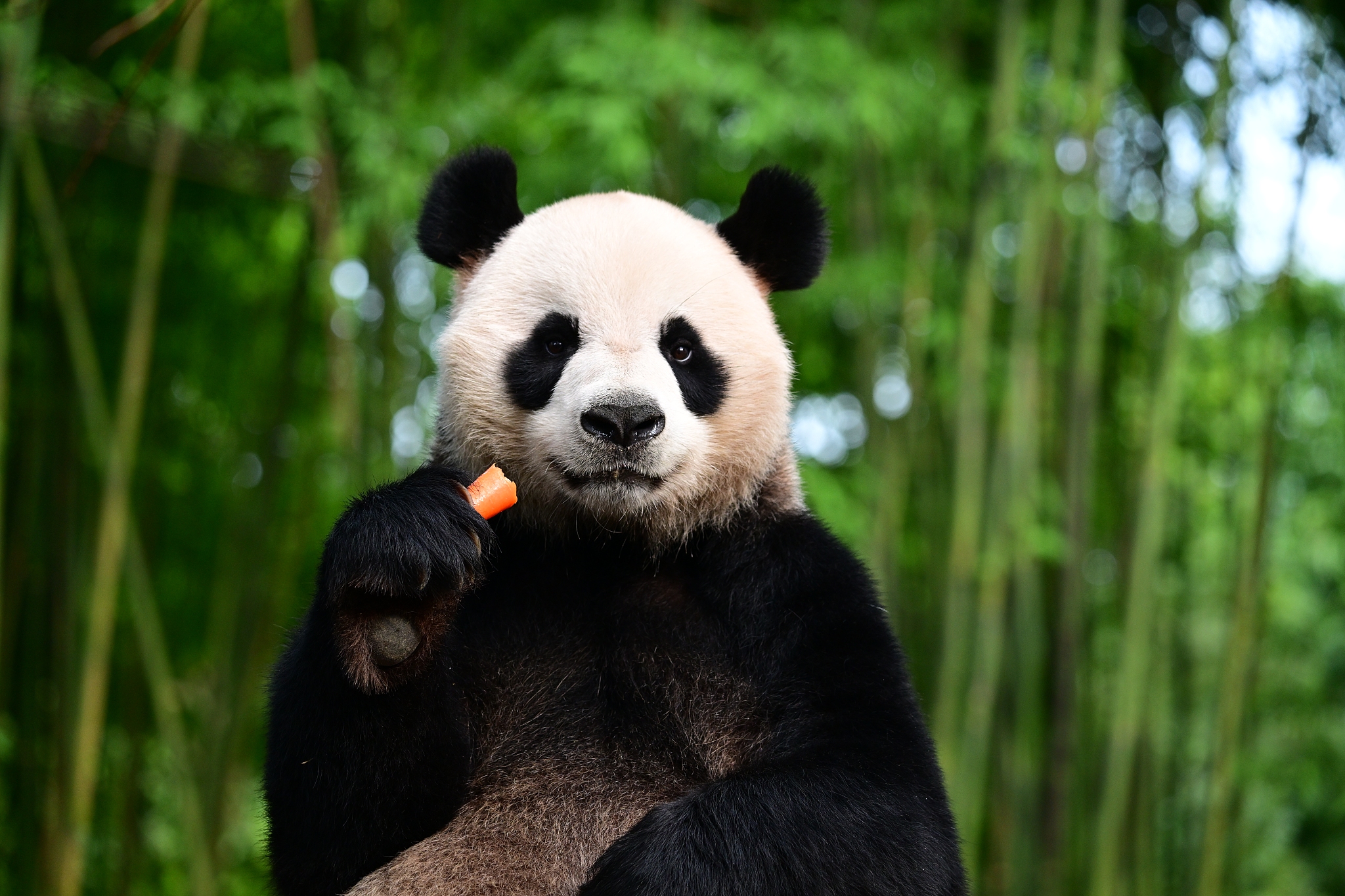 Male panda An An eats a carrot at Dujiangyan base of the CCRC for Giant Panda, September 10, 2024. /CFP