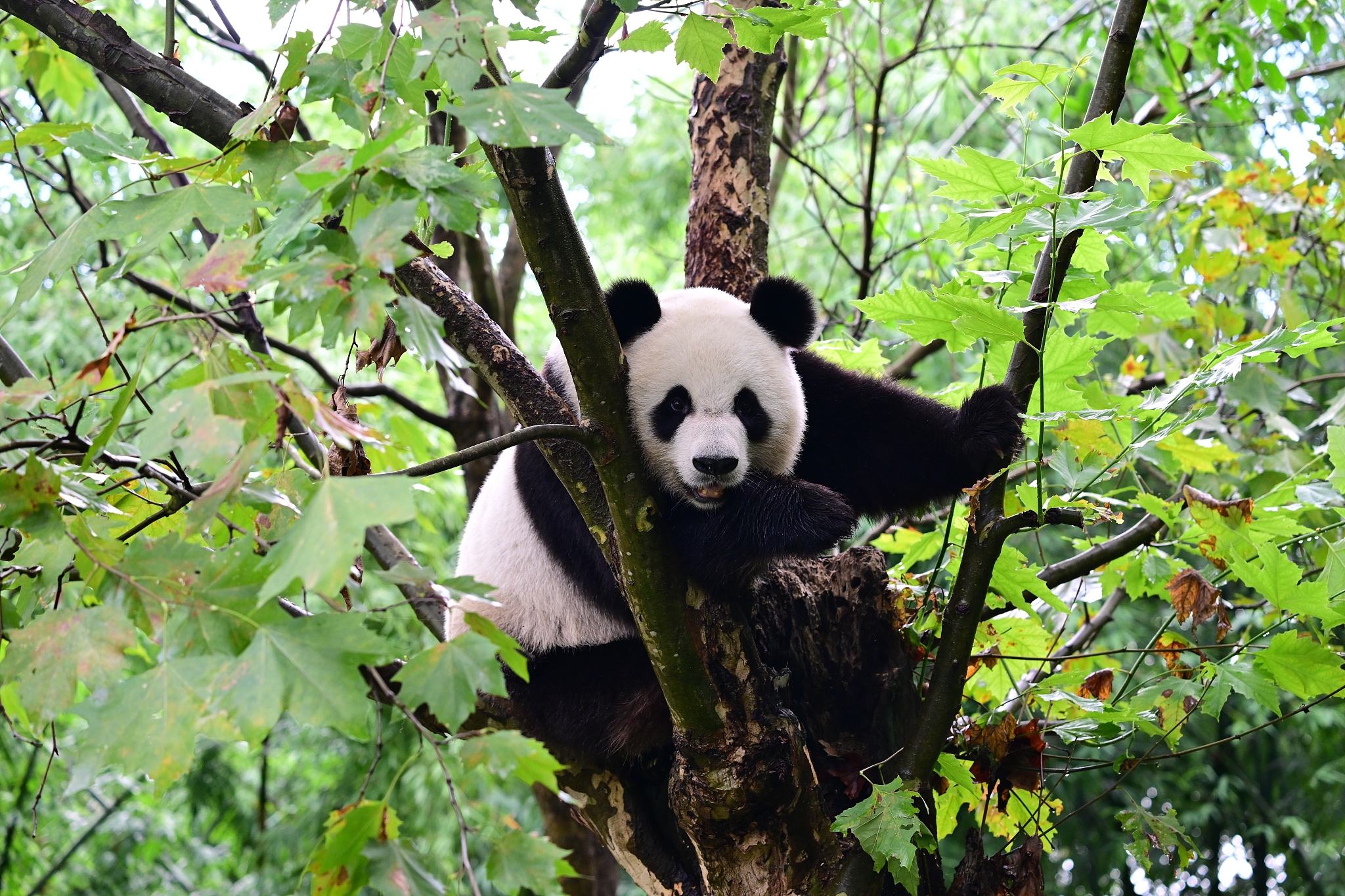 Ke Ke climbs a tree at Dujiangyan base of the CCRC for Giant Panda in Dujiangyan, September 10, 2024. /CFP